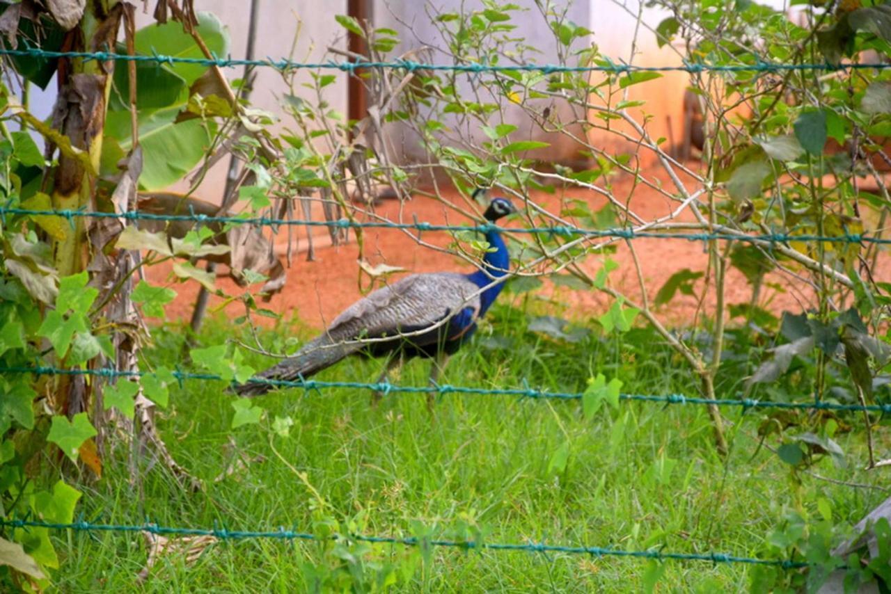 Meegahapokuna Resort Anuradhapura Luaran gambar