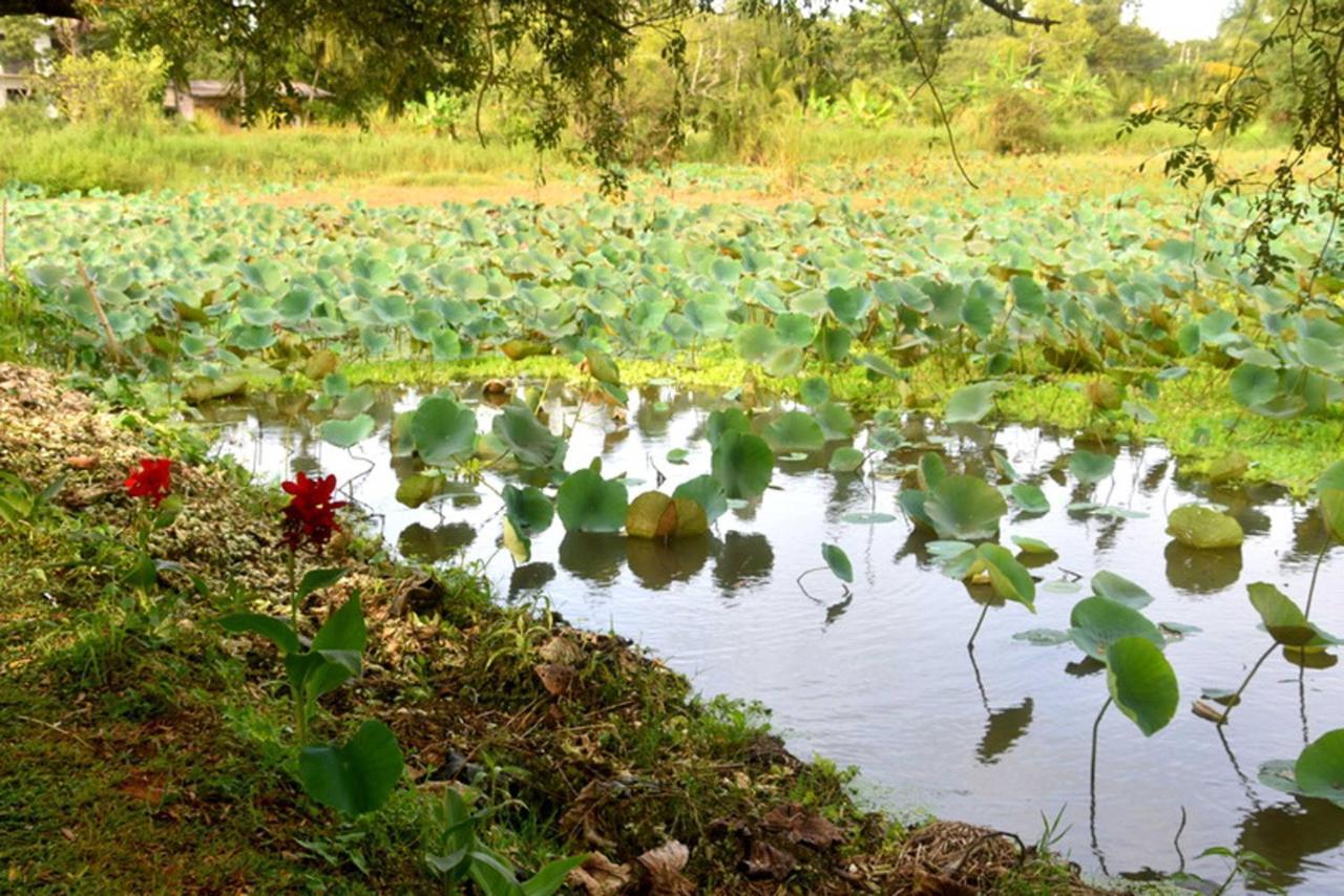 Meegahapokuna Resort Anuradhapura Luaran gambar
