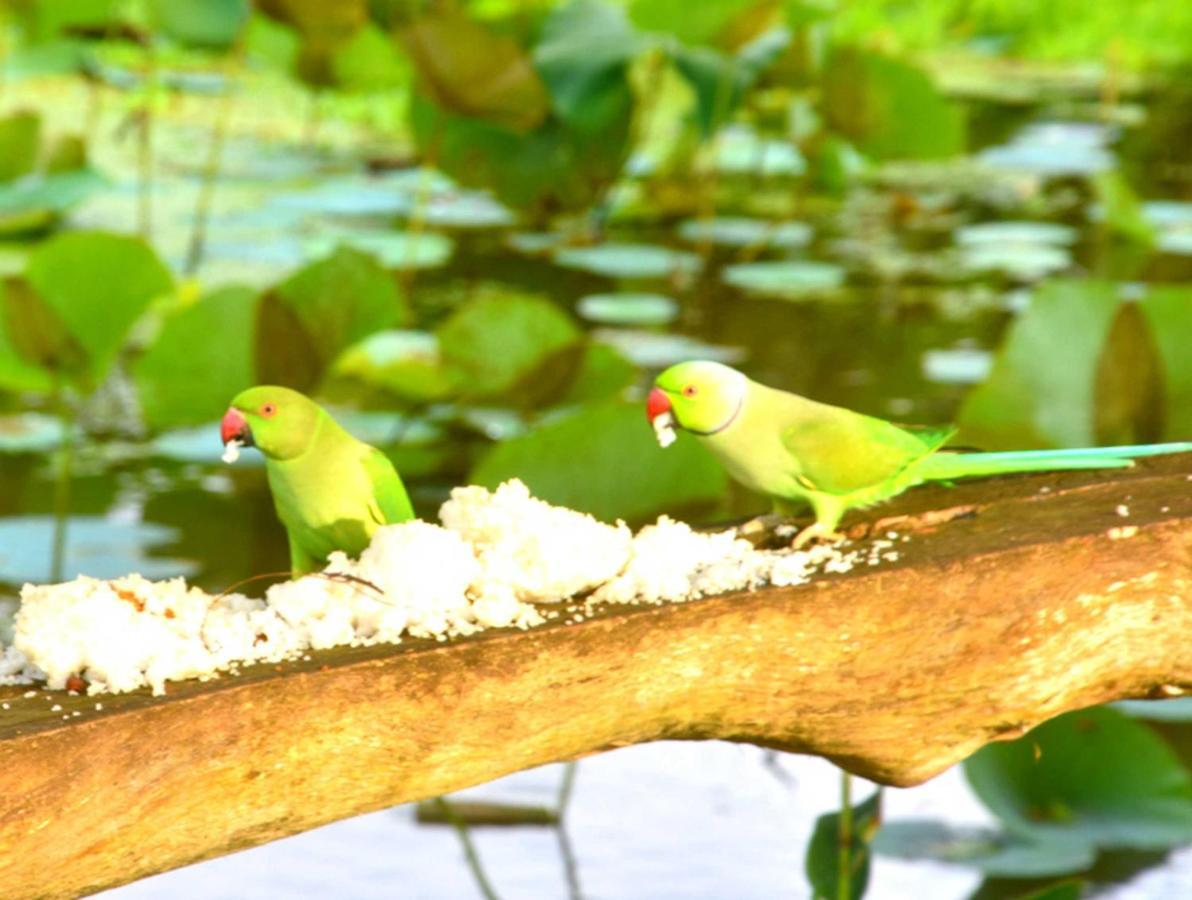 Meegahapokuna Resort Anuradhapura Luaran gambar