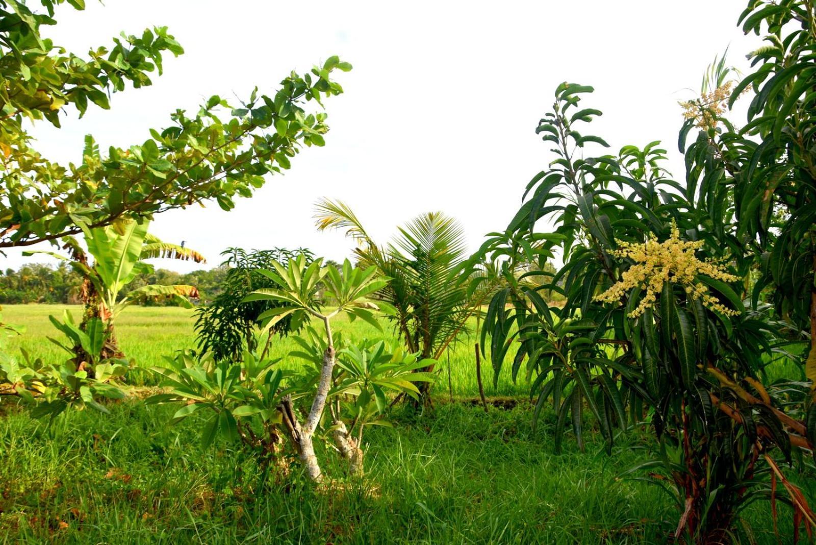 Meegahapokuna Resort Anuradhapura Luaran gambar
